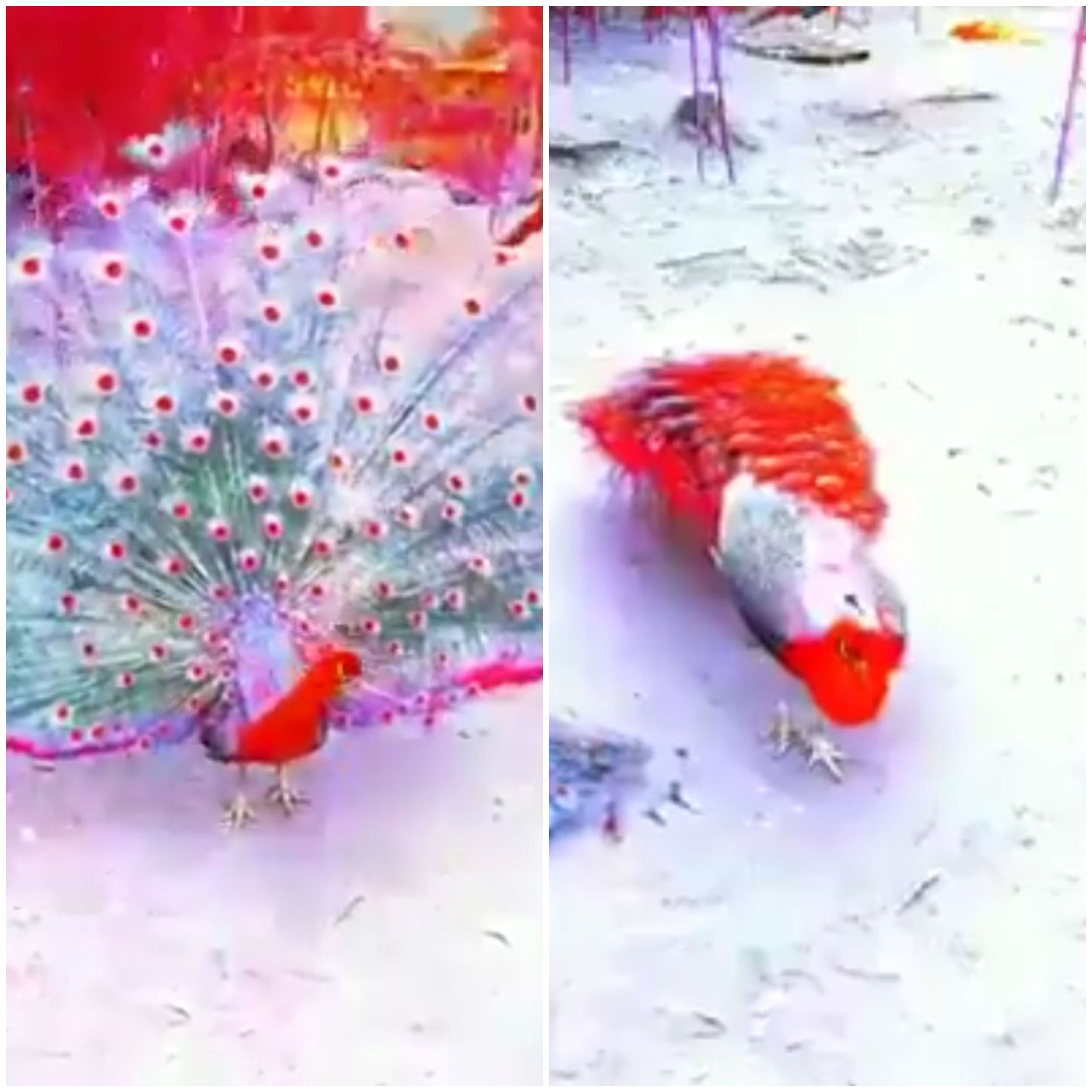 Red Peacock is extremely beautiful -